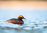 BB 10 0365 / Podiceps auritus / Horndykker